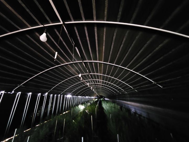 [세종=뉴시스] 기존 다겹보온커튼을 설치한 농가 모습. (사진=농촌진흥청 제공) *재판매 및 DB 금지