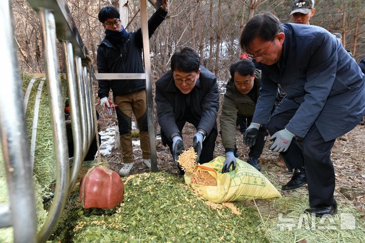 [서울=뉴시스] 최응천 국가유산청이 14일 겨울철 먹이 부족으로 인한 천연기념물 산양의 폐사 방지를 위해 강원 양구군 방산면 천미리 일원에 설치된 먹이급이대를 찾아 옥수수를 급여하고 있다. (사진=국가유산청 제공) 2025.02.14. photo@newsis.com *재판매 및 DB 금지