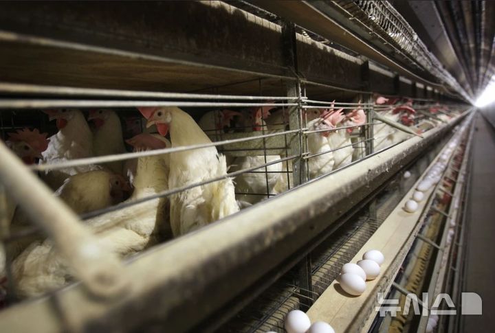 [아이오와주=AP/뉴시스] 사진은 지난 2월 17일 미국 아이오와주의 한 농장 우리에 있는 닭 모습. 2025.02.17.