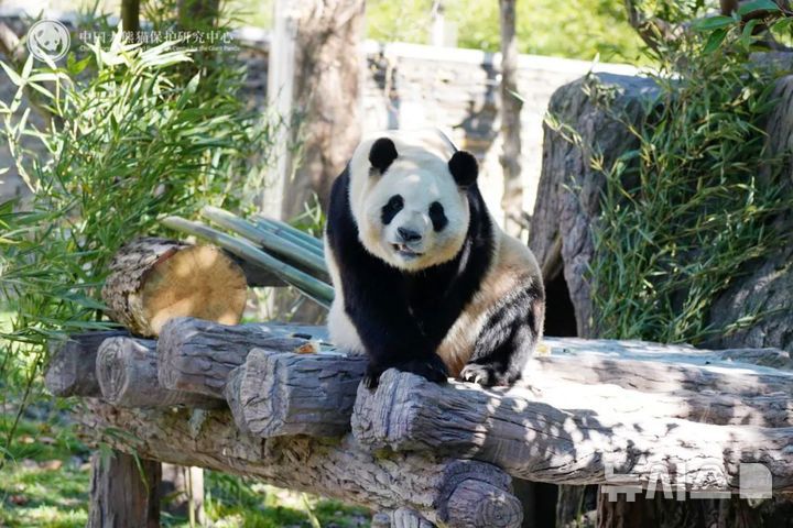 [베이징=뉴시스] 중국 자이언트판다보호연구센터 쓰촨성 워룽중화자이언트판다원 선수핑기지는 25일 소셜미디어(SNS) 위챗 공식 계정을 통해 푸바오 관람 재개 소식과 함께 푸바오의 사진을 공개했다.(사진=쓰촨성 워룽중화자이언트판다원 선수핑기지 위챗 갈무리) 2025.03.25 photo@newsis.com