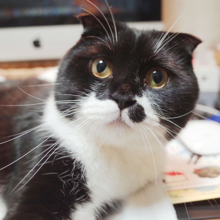 [서울=뉴시스] 최연주 작가가 기르는 반려묘 '모대리'(사진=최연주 작가 제공) 2025.04.02. photo@newsis.com *재판매 및 DB 금지