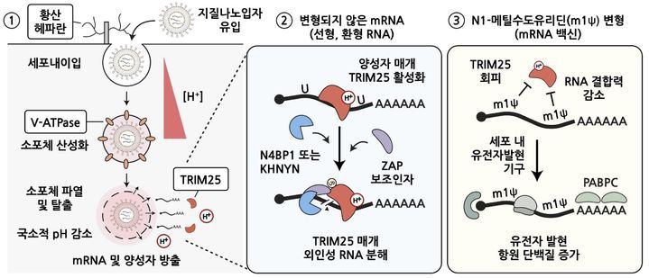 mRNA 백신의 주요 세포 조절 경로와 N1-메틸수도유리딘 변형 염기 효과의 분자 기전. (사진=과기정통부 제공) *재판매 및 DB 금지
