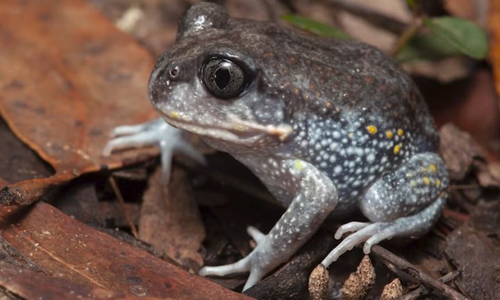 [서울=뉴시스] 거대 굴개구리. 사진은 기사 내용과 관련 없음. 2025.04.09.photo@newsis.com *재판매 및 DB 금지