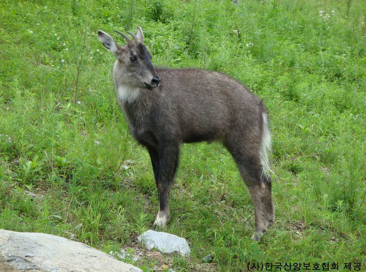 [서울=뉴시스] 천연기념물 산양 (사진=국가유산처 제공) 2025.04.10. photo@newsis.com *재판매 및 DB 금지