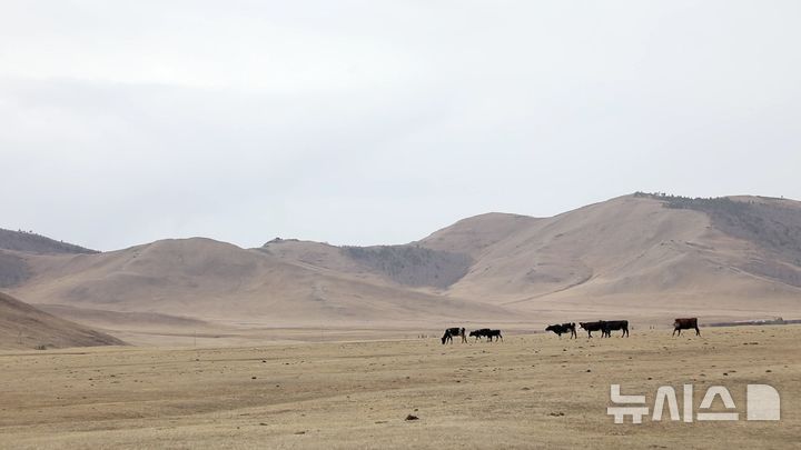 [자르갈란트=뉴시스]몽골 자르갈란트에서 방목되는 소들이 들판에서 풀을 뜯고 있다.  (사진=김수헌PD bi2og@naver.com, 지구촌나눔운동 제공) 2025.04.24.