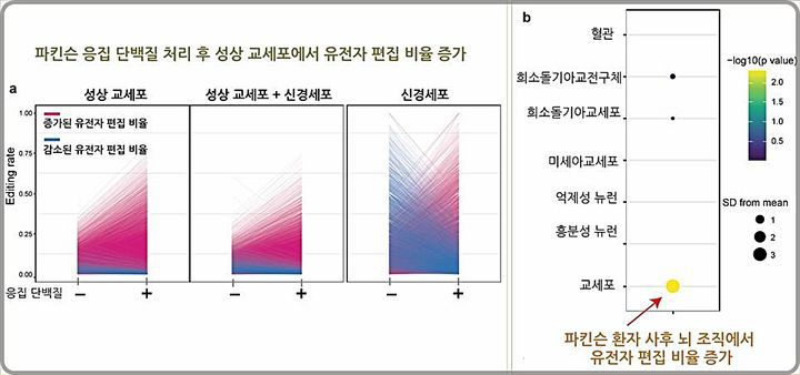 [대전=뉴시스] KAIST가 국제공동연구를 통해 파킨슨병의 원인 물질인 알파시누클린(α-synuclein) 올리고머 처리시 환자유래줄기세포 분화 교세포에서 ADAR에 의한 유전자 정보를 바꾸는 'A-to-I RNA' 편집 유도로 알파시누클린이 RNA 편집으로 파킨슨병 진행과 연관될 가능성이 높다는것을 확인했다.(사진=KAIST 제공) *재판매 및 DB 금지