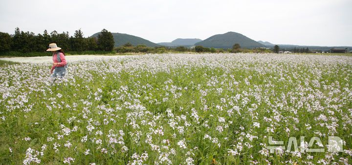 [서귀포=뉴시스] 우장호 기자 = 구름 낀 날씨를 보인 25일 오전 제주 서귀포시 표선면 보롬왓 농장에서 관람객들이 활짝 핀 알타리꽃을 배경으로 사진을 촬영하며 늦봄 정취를 만끽하고 있다. 2025.04.25. woo1223@newsis.com