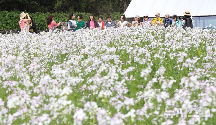[서귀포=뉴시스] 우장호 기자 = 구름 낀 날씨를 보인 25일 오전 제주 서귀포시 표선면 보롬왓 농장에서 관람객들이 활짝 핀 알타리꽃을 배경으로 사진을 촬영하며 늦봄 정취를 만끽하고 있다. 2025.04.25. woo1223@newsis.com