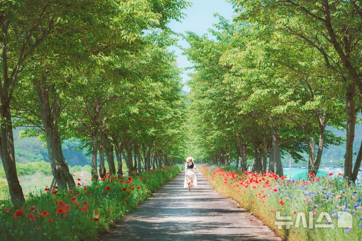 [의령=뉴시스]경남 의령군 화정양귀비꽃길.(사진=경남도 제공) 2025.04.28.photo@newsis.com