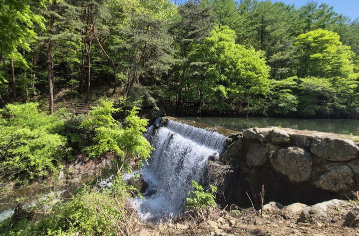 [임실=뉴시스] 홍찬선 기자 = 사진은 전라북도 임실군 성수산 왕의 숲. 2025.05.07. mania@newsis.com *재판매 및 DB 금지