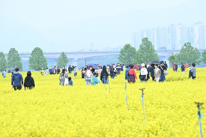지난 11일 구리 유채꽃 축제가 열린 구리한강시민공원을 찾은 관람객들이 유채꽃 단지를 거닐고 있다. (사진=구리시 제공) photo@newsis.com *재판매 및 DB 금지