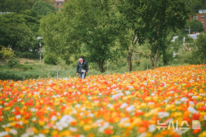 [오산=뉴시스] 한 시민이 양귀비꽃밭을 산책하고 있는 모습 (사진=오산시 제공)2025.05.13.photo@newwsis.com