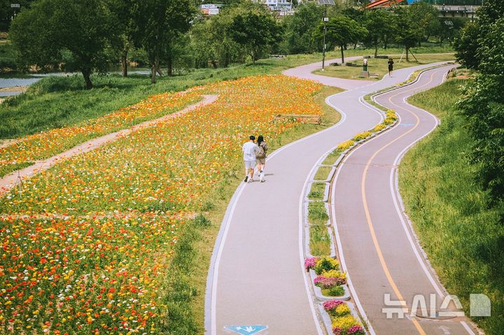 [오산=뉴시스] 오산천 양귀비꽃밭 전경 (사진=오산시 제공) 2025.05.13.photo@newsis.com