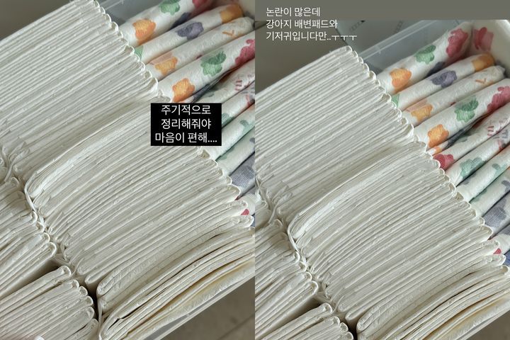 [서울=뉴시스] 이솔이가 올린 강아지 용품 사진. (사진=이솔이 인스타그램 캡처) 2025.05.28. photo@newsis.com *재판매 및 DB 금지