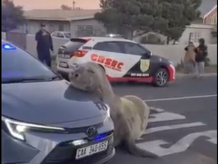 [뉴시스]남아프리카공화국(남아공) 케이프타운의 한 주택가에 남방코끼리물범이 등장해 한때 소동을 빚은 것으로 전해졌다. (사진=유튜브 캡처)  *재판매 및 DB 금지