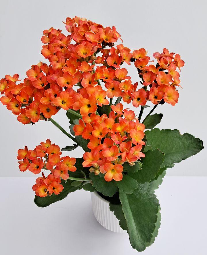 [수원=뉴시스] 써니틴. (사진=경기도농기원 제공) 2025.06.03. photo@newsis.com *재판매 및 DB 금지