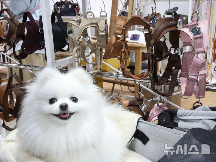 [서울=뉴시스] 김금보 기자 = 13일 서울 강서구 코엑스마곡 컨벤션센터에서 열린 '2025 케이펫페어 마곡'에 반려동물 목줄이 전시돼있다. 2025.06.13. kgb@newsis.com