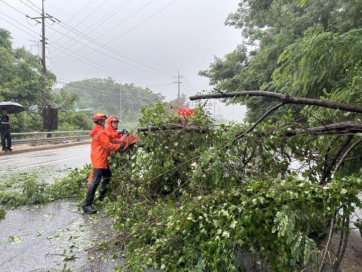 [남원=뉴시스] 남원시 주천면 백덕리 밤재터널 입구에서 나무가 쓰러져 소방대원들이 제거하고 있다.(사진=전북특별자치도 소방본부 제공) 2025.06.21. *재판매 및 DB 금지