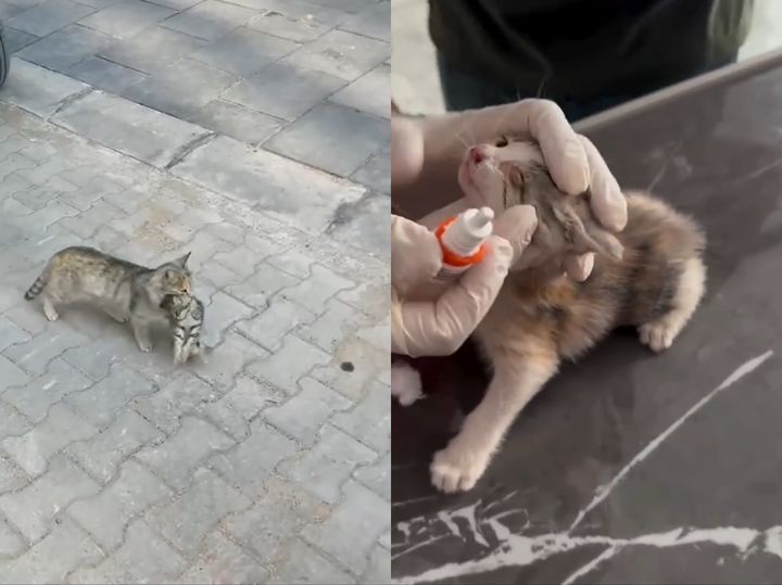 [뉴시스] 아픈 새끼 고양이를 입에 물고 직접 동물병원에 찾아온 어미 길고양이의 사연이 화제다. (사진=숭굴루 동물병원 인스타그램) *재판매 및 DB 금지