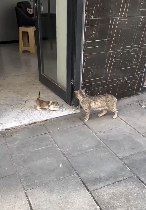 [뉴시스] 이후 치료를 마친 새끼 고양이를 어미에게 데려가자, 병원에 들어오지 않고 입구에 앉아 있던 어미 고양이는 새끼를 입에 물고 병원 옆 공터에 자리를 잡았다. (사진=숭굴루 동물병원 인스타그램) *재판매 및 DB 금지