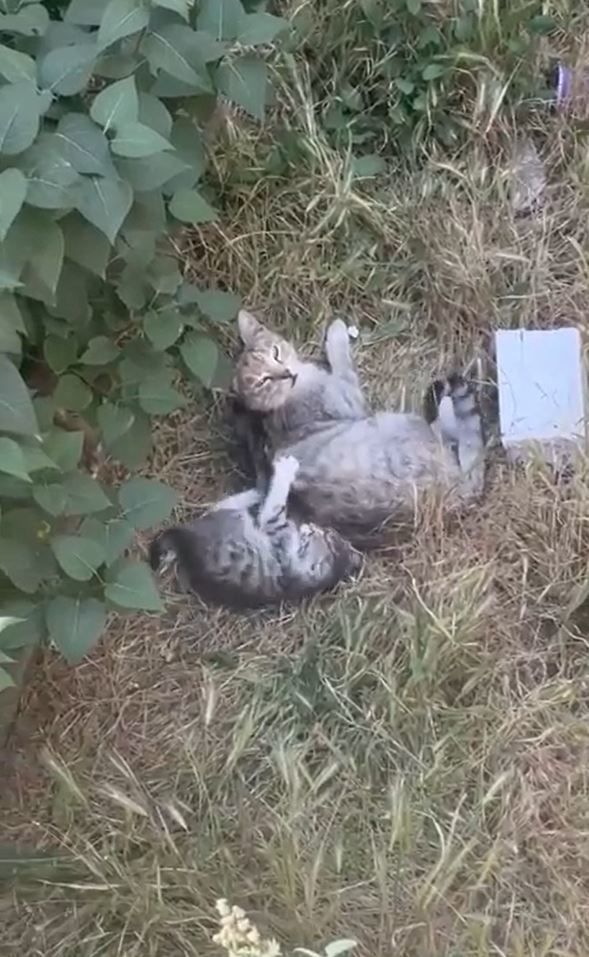 [뉴시스] 어미 길고양이와 치료를 받은 새끼 고양이 (사진=숭굴루 동물병원 인스타그램) *재판매 및 DB 금지