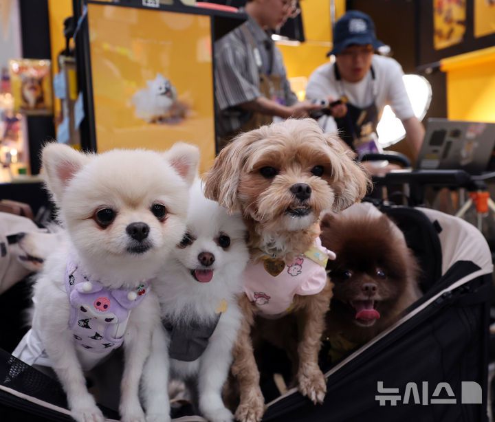 [인천=뉴시스] 전진환 기자 = 27일 오후 인천 연수구 송도컨벤시아에서 열린 펫앤모어 인천 반려동물 박람회 사진업체 부스에서 반려견들이 기념사진을 찍기 위해 대기하고 있다. 2025.06.27. amin2@newsis.com