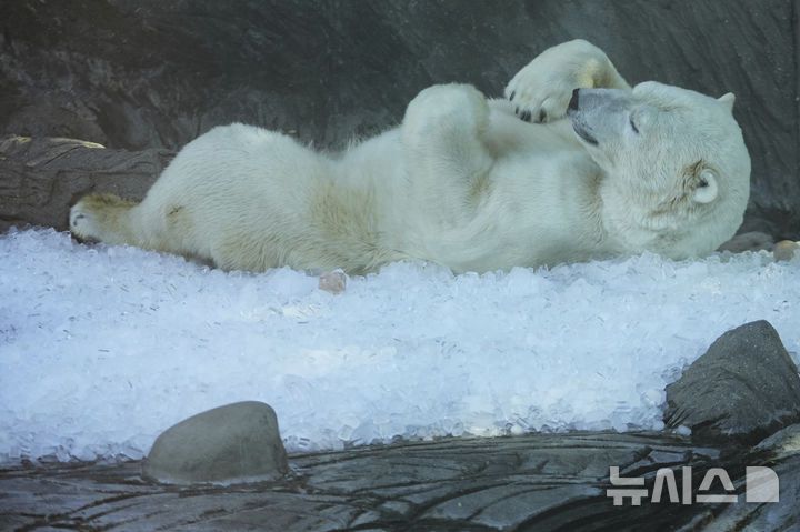 [프라하=AP/뉴시스] 1일(현지 시간) 체코 프라하 동물원에서 북극곰이 얼음 더미 위에서 더위를 식히고 있다. 2025.07.02.