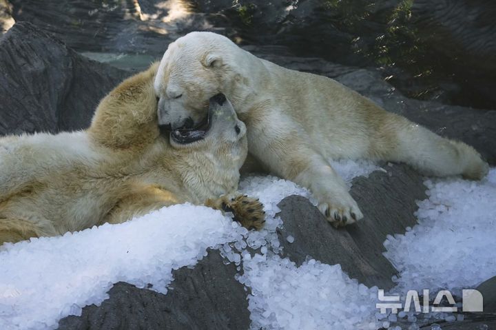 [프라하=AP/뉴시스] 1일(현지 시간) 체코 프라하 동물원에서 북극곰이 얼음 더미 위에서 더위를 식히고 있다. 2025.07.02.
