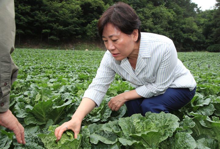 [평창=뉴시스] 강종민 기자 = 송미령 농림축산식품부 장관이 6일 강원 평창군 여름배추 재배현장을 찾아 생육 및 출하 상황을 점검하고 있다. (사진=농식품부 제공) 2025.07.06. photo@newsis.com *재판매 및 DB 금지