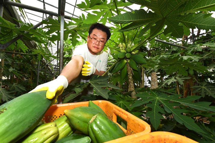 [진주=뉴시스]경남농업기술원, 진주시 대곡면 채소용 파파야 수확 한창.(사진=경남농업기술원 제공).2025.07.09.photo@newsis.com *재판매 및 DB 금지