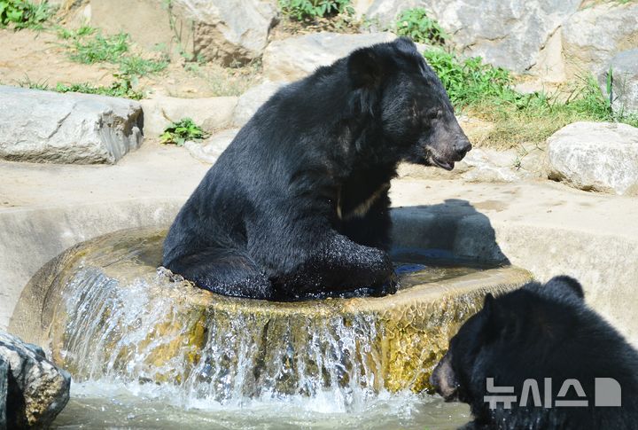 [청주=뉴시스] 서주영 기자 = 12일 오전 충북 청주동물원에서 반달가슴곰이 물 웅덩이에 들어가 더위를 식히고 있다. 2025.07.12. juyeong@newsis.com