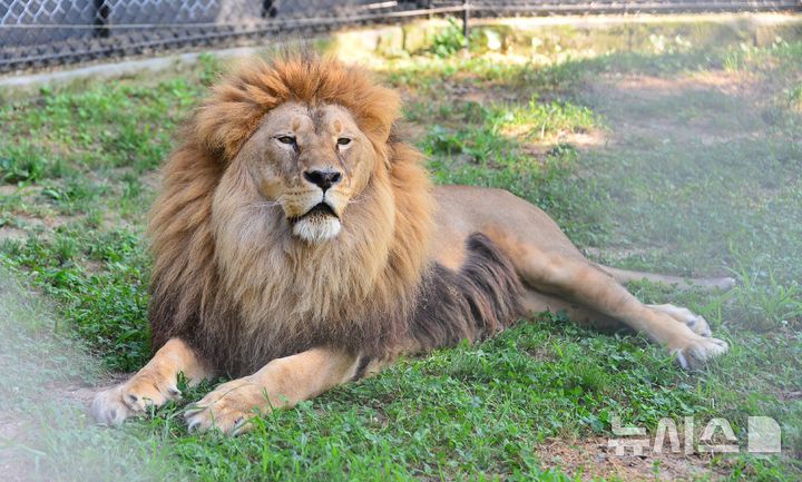 [청주=뉴시스] 서주영 기자 = 12일 오전 충북 청주동물원에서 '갈비사자'로 불렸던 수사자 바람이가 그늘에서 휴식을 취하고 있다. 2025.07.12. juyeong@newsis.com