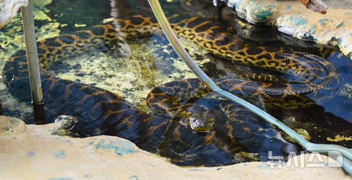 [청주=뉴시스] 서주영 기자 = 12일 오전 충북 청주동물원에서 노랑 아나콘다가 더위를 식히기 위해 물 속에 들어가 있다. 2025.07.12. juyeong@newsis.com