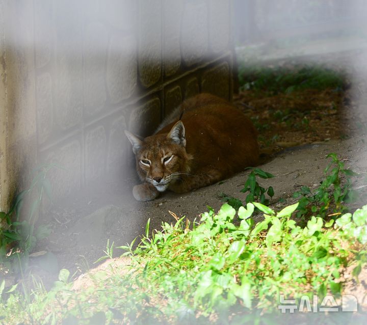 [청주=뉴시스] 서주영 기자 = 12일 오전 충북 청주동물원에서 스라소니가 그늘에서 휴식을 취하고 있다. 2025.07.12. juyeong@newsis.com