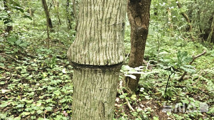 [제주=뉴시스] 임재영 기자 = 13일 오후 제주 서귀포시 남원읍 수악 남쪽 방향 탐방로 구간에 설치한 밧줄이 나무를 깊게 옥죄어 생육에 지장을 주고 있다. 2025.07.14. ijy788@newsis.com