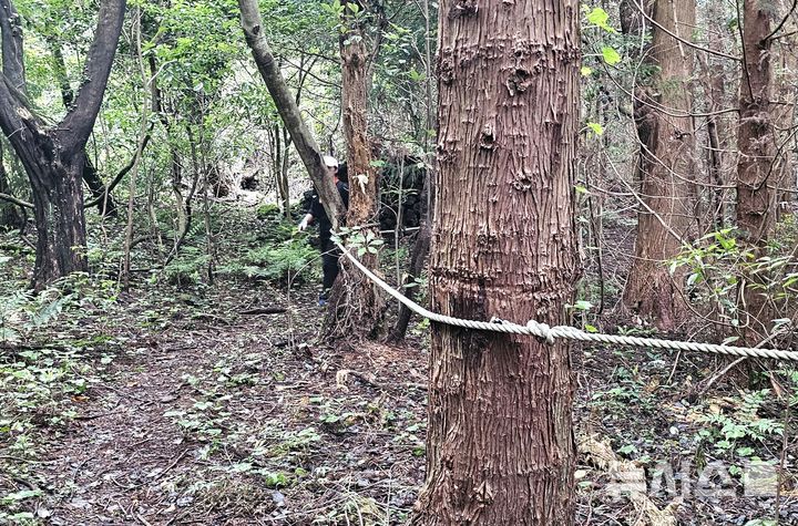 [제주=뉴시스] 임재영 기자 = 13일 오후 제주 서귀포시 남원읍 수악 남쪽 방향 탐방로 구간에 설치한 밧줄이 나무를 깊게 옥죄어 생육에 지장을 주고 있다. 2025.07.14. ijy788@newsis.com