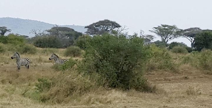 [사진=박현주 미술전문기자] 세렝게티의 오전. 한 무리의 얼룩말이 나타난 가운데 대장 말이 조심스럽게 물가로 대열을 인도하고 있다. 이 발걸음은 너무도 신중하고 조심스러워 인간들은 숨죽이며 바라볼 수 밖에 없었다. 2025.07.14. hyun@newsis.com *재판매 및 DB 금지