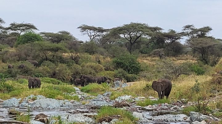[사진=박현주 미술전문기자]세렝게티에서 무리지어 이동하고 있는 코끼리들. 2025. 07 14  hyun@newsis.com *재판매 및 DB 금지