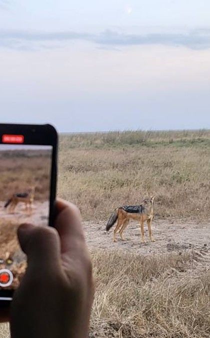 [사진=박현주 미술전문기자] 세렝게티 게임 드라이브(Game Drive):중에 만난 자칼. 2025.07.14. hyun@newsis.com *재판매 및 DB 금지