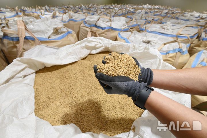 [화성=뉴시스] 김종택 기자 = 과잉 생산된 쌀을 정부가 의무적으로 매입하는 내용의 양곡관리법 개정안이 국회 본회에 통과된 4일 경기 화성시 남양읍 수라청농협쌀조공법인 저온창고에서 관계자가 보관중인 쌀을 살펴보고 있다. 2025.08.04. jtk@newsis.com