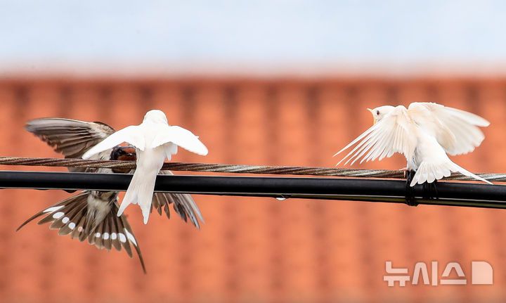 [서귀포=뉴시스] 우장호 기자 = 5일 오전 제주 서귀포시 대포동 인근 거리 전신주에  이소를 앞둔 흰색 제비가 날아와 어미새에게 먹이를 받아 먹고 있다. 2025.08.05. woo1223@newsis.com