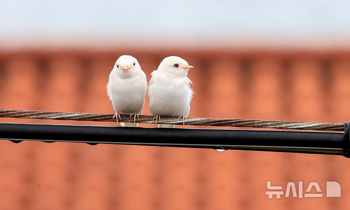 [서귀포=뉴시스] 우장호 기자 = 5일 오전 제주 서귀포시 대포동 인근 거리 전신주에 이소를 앞둔 흰색 제비 두 마리가 날아와 나란히 앉아 있다. 2025.08.05. woo1223@newsis.com