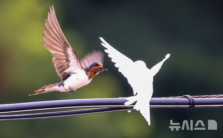 [서귀포=뉴시스] 우장호 기자 = 5일 오전 제주 서귀포시 대포동 인근 거리 전신주에  이소를 앞둔 흰색 제비가 날아와 어미새에게 먹이를 받아 먹고 있다. 2025.08.05. woo1223@newsis.com