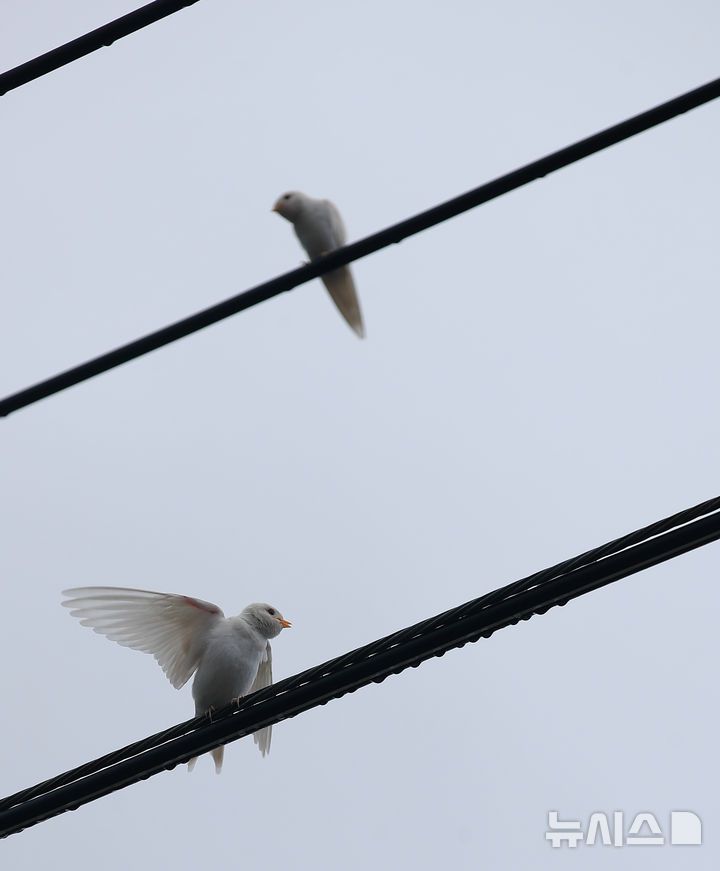 [서귀포=뉴시스] 우장호 기자 = 5일 오전 제주 서귀포시 대포동 인근 거리 전신주에 이소를 앞둔 흰색 제비가 날아와 앉아 있다. 2025.08.05. woo1223@newsis.com