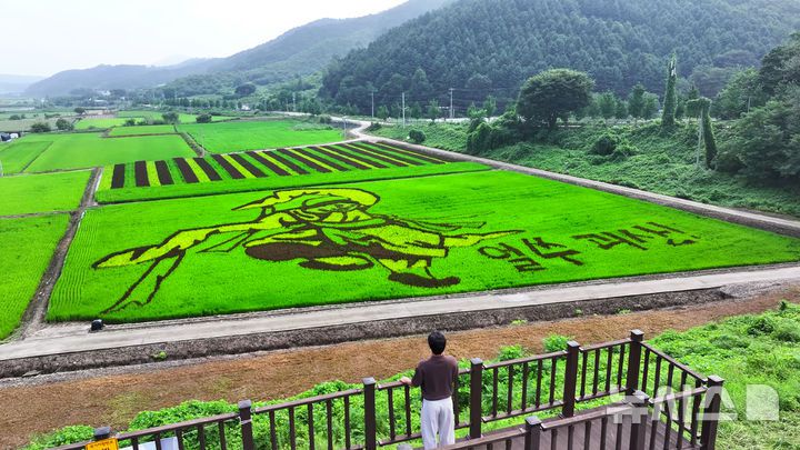 [괴산=뉴시스] 충북 괴산군이 12일 문광저수지 인근에 유색 벼 기술을 활용해 풍속화 대가 김홍도의 '무동(舞童)'을 형상화한 논 그림을 그려냈다. (사진= 괴산군 제공) 2025.08.12. photo@newsis.com *재판매 및 DB 금지