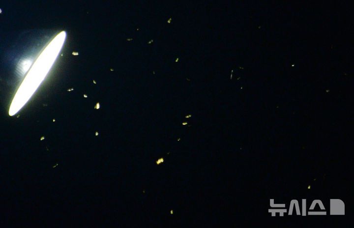 [무주=뉴시스] 김얼 기자 = 제29회 무주반딧불이축제 개막식이 열린 6일 전북 무주군 등나무운동장 한켠에 반딧불이들이 빛을 내며 날아다니고 있다. 2025.09.06. pmkeul@newsis.com