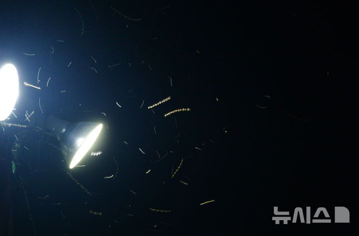 [무주=뉴시스] 김얼 기자 = 제29회 무주반딧불이축제 개막식이 열린 6일 전북 무주군 등나무운동장 한켠에 반딧불이들이 빛을 내며 날아다니고 있다. 2025.09.06. pmkeul@newsis.com