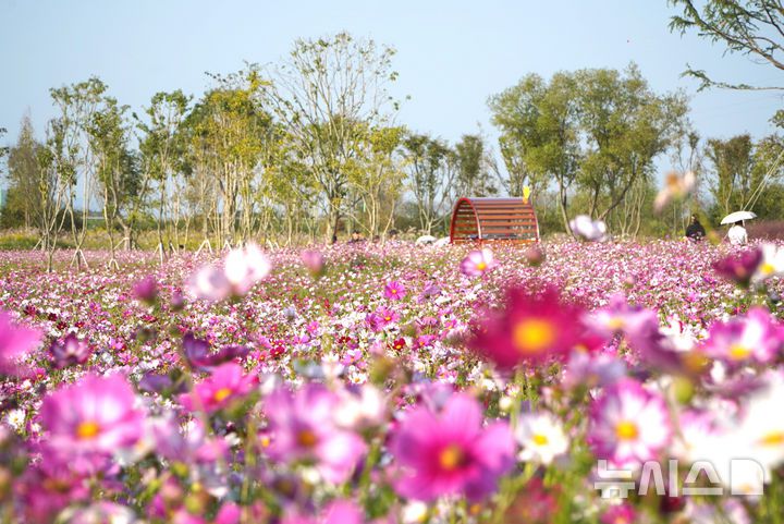 [나주=뉴시스] 전남 나주시가 영산강장원에 조성한 '1억송이 코스모스' 단지. 오는 8일 개막하는 영산강축제에 맞춰 만개할 것으로 예상된다.  (사진=나주시 제공) photo@newsis.com