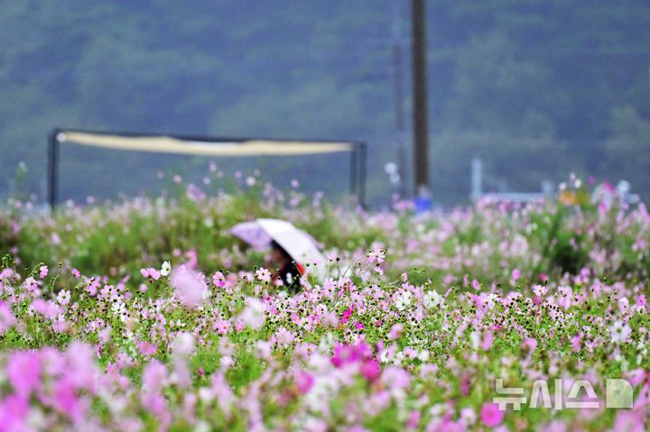 [하동=뉴시스] 차용현 기자 = 6일 오전, 추석 연휴를 맞아 경남 하동군 북천면 코스모스·메밀꽃 단지를 찾은 탐방객들이 가을비를 맞으며 꽃길을 걷고 있다. 이곳에는 비가 내리는 궂은 날씨에도 방문객들의 발걸음은 이어지고 있다. 2025.10.06. con@newsis.com