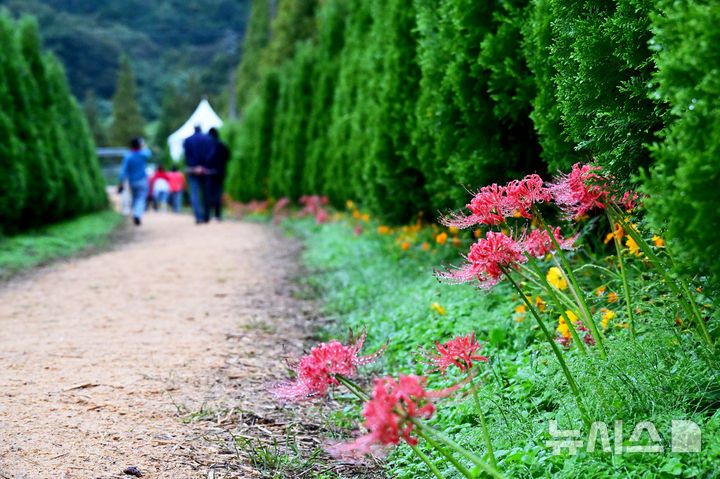 [하동=뉴시스] 차용현 기자 = 6일 오전, 추석 연휴를 맞아 경남 하동군 북천면 코스모스·메밀꽃 단지를 찾은 탐방객들이 가을비를 맞으며 꽃길을 걷고 있다. 이곳에는 비가 내리는 궂은 날씨에도 방문객들의 발걸음은 이어지고 있다. 2025.10.06. con@newsis.com
